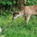 O poveste din pădure” – o adaptare poetică a clasicului literar, regizată de Michel Fessler
